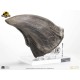 Jurassic park screen used t-rex foot claw reproduction  Solo Su Ordine Previo Contatto